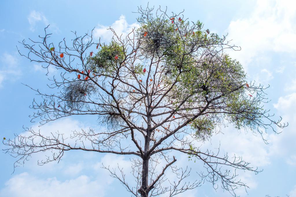 The Capital Resort @ Sukhumvit 50 Μπανγκόκ Εξωτερικό φωτογραφία Tree