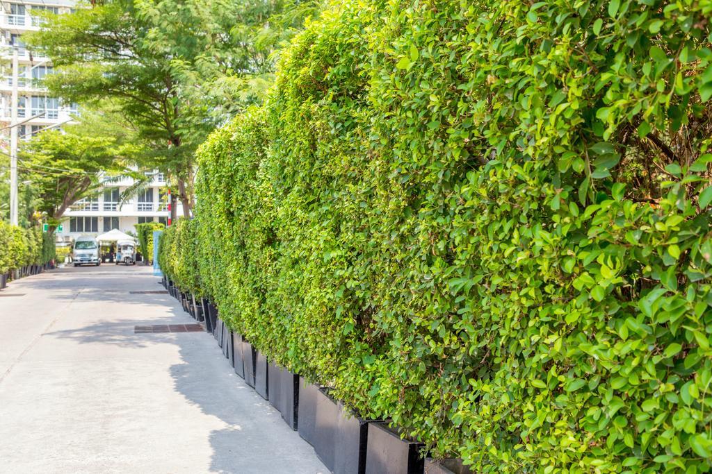 The Capital Resort @ Sukhumvit 50 Μπανγκόκ Εξωτερικό φωτογραφία A hedge